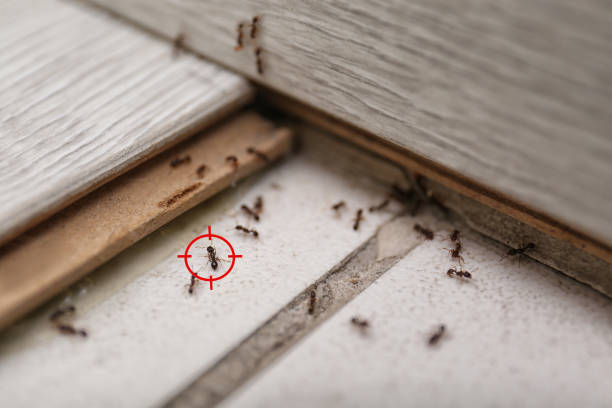 Best Wasp Removal Services  in Rancho Santa Fe, CA