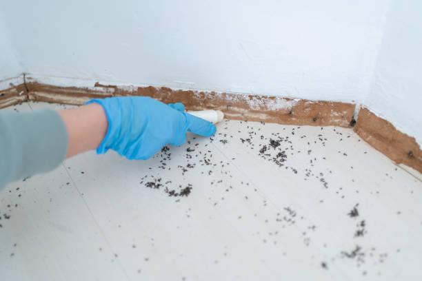 Best Flea Control Services  in Rancho Santa Fe, CA